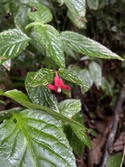 Ruellia coccinea