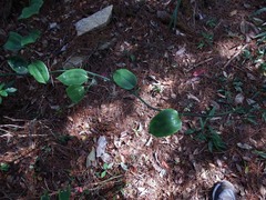 Smilax lanceifolia