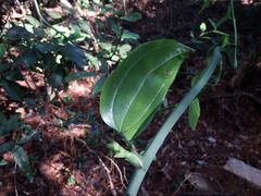 Smilax lanceifolia