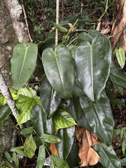 Philodendron consanguineum