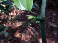 Smilax lanceifolia