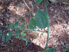 Smilax lanceifolia