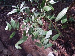 Cinnamomum subavenium