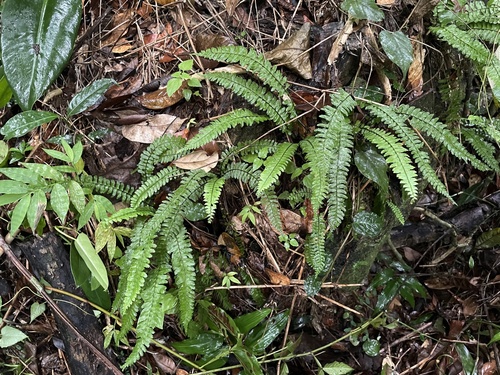 Caribbean spleenwort