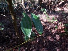 Cinnamomum subavenium