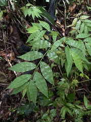 Ichnanthus pallens