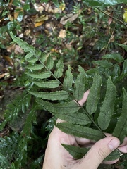 Lomariopsidaceae