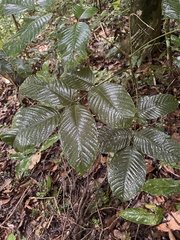 Ormosia krugii