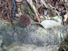 Castanopsis kawakamii