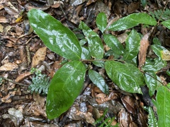 Heteropterys laurifolia