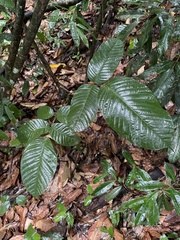 Ormosia krugii