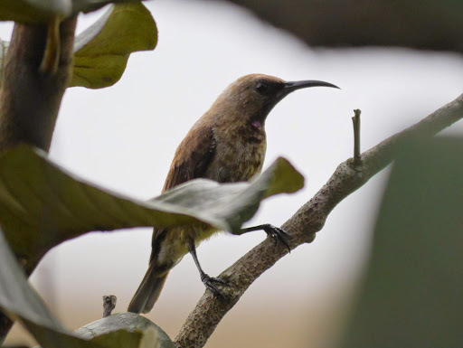 Carmelite Sunbird (Chalcomitra fuliginosa), photo 2