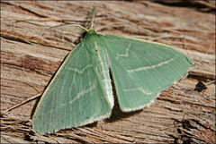 Chlorocoma stereota