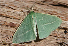 Chlorocoma stereota