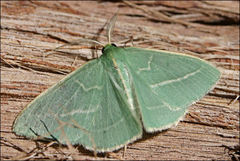 Chlorocoma stereota