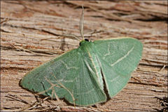 Chlorocoma stereota