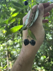 Faramea occidentalis