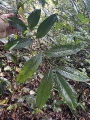 Tetragastris balsamifera