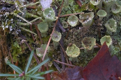 Cladonia carneola