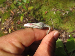 Chaptalia arechavaletae