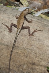 Stenocercus fimbriatus