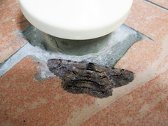 Hypomecis obliquisigna