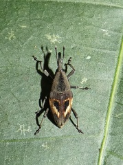 Image of Cactophagus miniatopunctatus