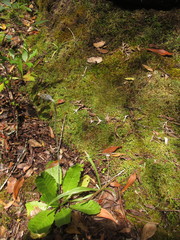 Chaptalia arechavaletae