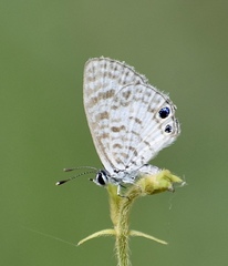 Leptotes cassius theonus