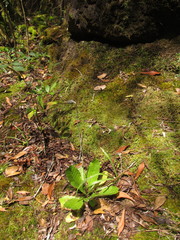 Chaptalia arechavaletae