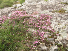 Mimosa burkartii