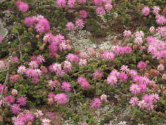 Mimosa burkartii