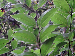 Cinnamomum osmophloeum