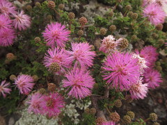 Mimosa burkartii