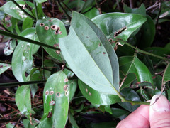 Cinnamomum osmophloeum