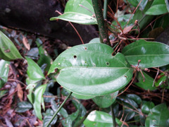 Cinnamomum osmophloeum