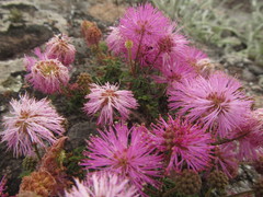 Mimosa burkartii