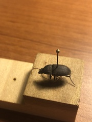 Chlaenius tomentosus