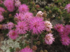 Mimosa burkartii