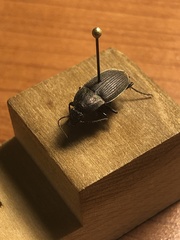 Chlaenius tomentosus