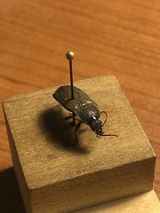 Chlaenius tomentosus