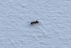 Lasius grandis