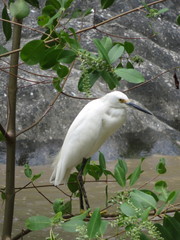 Egretta thula