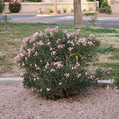 Nerium oleander