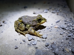 Pelophylax plancyi