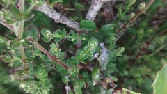 Galium porrigens porrigens