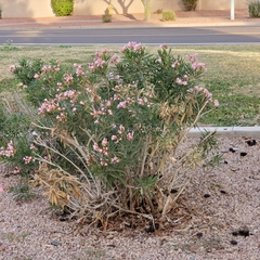 Nerium oleander