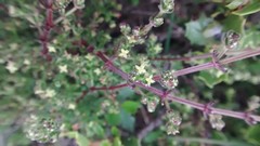 Galium porrigens porrigens