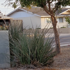 Hesperaloe parviflora