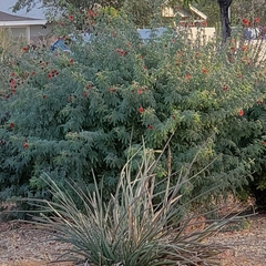 Calliandra californica